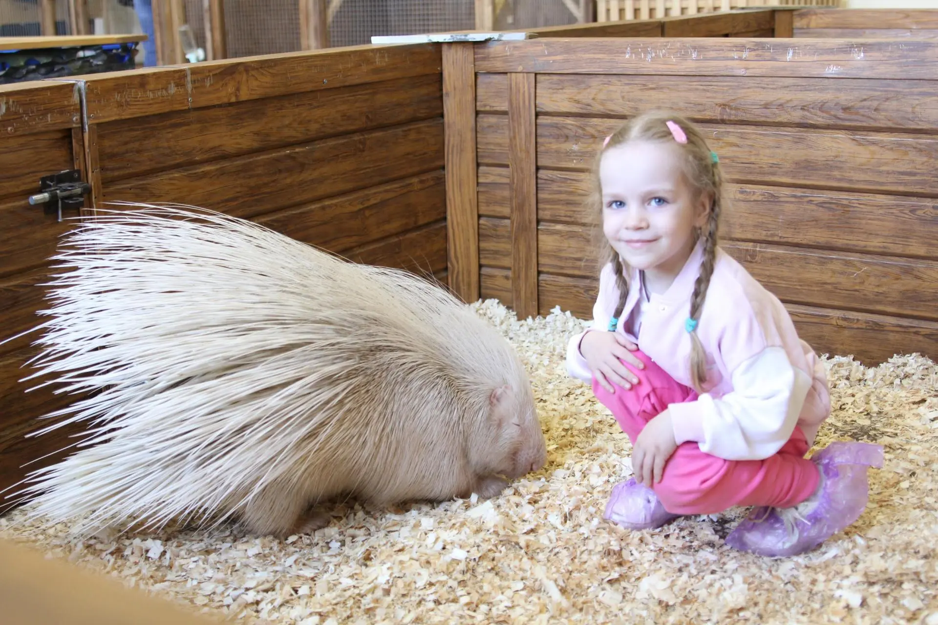 Посещение Страны Енотии