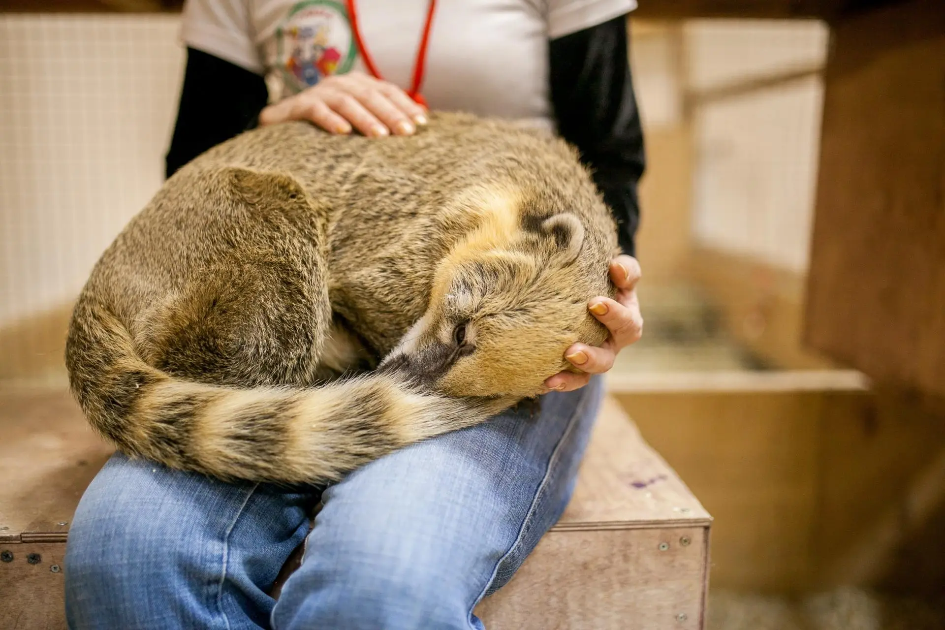 Посещение Страны Енотии