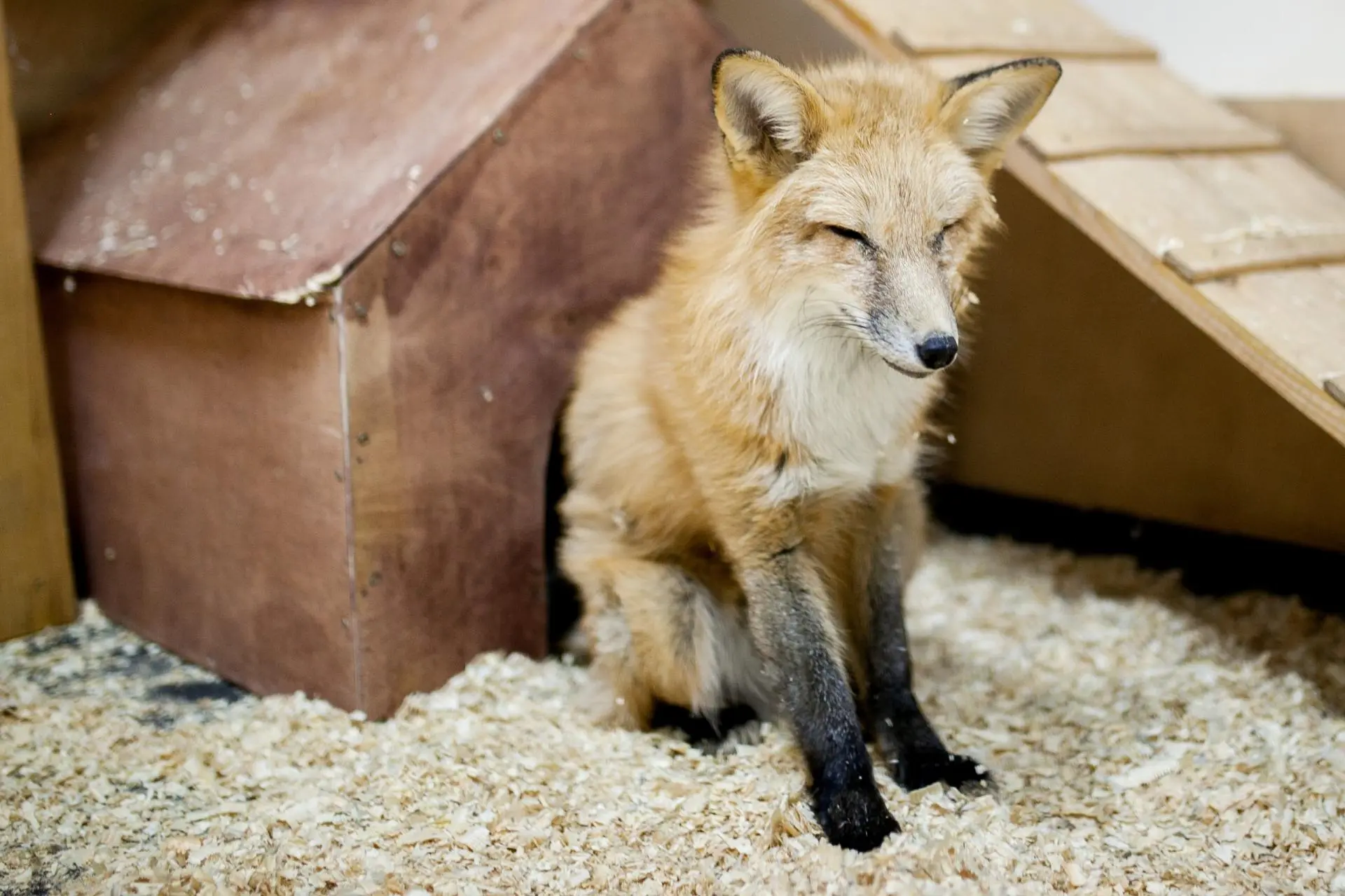 Посещение Страны Енотии