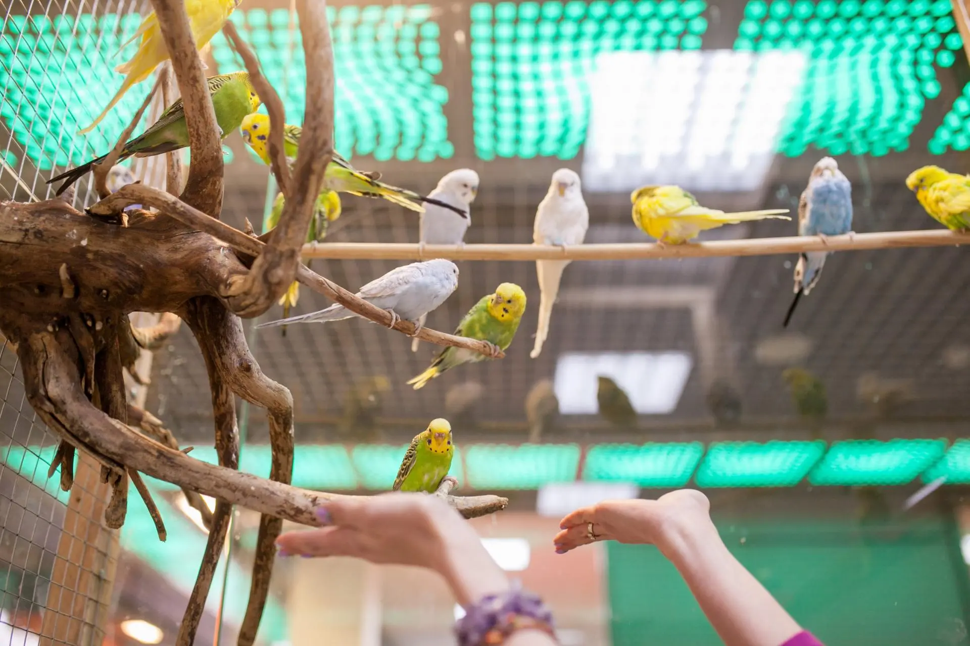 Посещение Страны Енотии